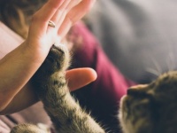 それはズルイって！　一人暮らしの彼女が飼っていたらかわいいと思うペットは「犬」or「猫」？