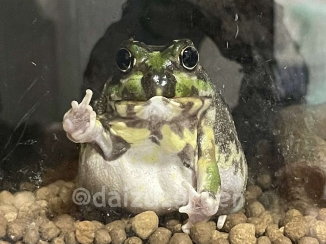 カメラに向かって決めポーズ（画像はちゃこぺんさん＠daizu_greenのツイッターより）