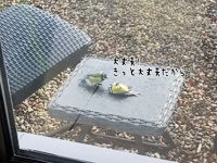 窓ガラスにぶつかって動かなくなった小鳥を必死に助けようとする仲間の小鳥