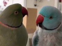 あのねあのね、それでね！おしゃべりが止まらないワカケホンセイインコの兄弟たち