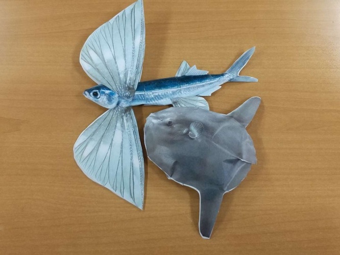トビウオとマンボウ（画像は編集部撮影）