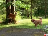 ねえねえ追いかけっこしよ！犬と鹿にいつのまにか芽生えた友情がファンタジーな光景を作り上げた