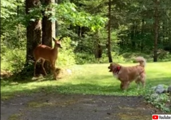 ねえねえ追いかけっこしよ！犬と鹿にいつのまにか芽生えた友情がファンタジーな光景を作り上げた