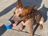ガソリンスタンドに捨てられていた犬を保護し、家族に迎え入れるまでの物語