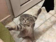 自ら囚われの身となった子猫。両前脚がロックオンされ捕虜状態に