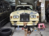 香港の自動車修理工場には車庫の番をする犬が多く存在する。愛すべきガレージドッグ（車庫犬）たちの写真
