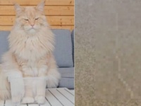 驚愕の事実が露わに…？転移魔法が使えるのは、あるアイテムを持つ選ばれし猫だけだった！