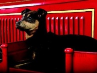 炎の中から2匹の子猫を助け出した勇敢な消防犬、ニップの物語（アメリカ）