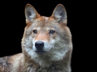 犬は古代から人類最良の友、1万1000年前から複数の犬種が存在し人と共に世界を旅していた（国際研究）