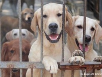 戦闘が続くアフガニスタンから300匹以上の犬猫を脱出させることに成功。カナダで養子縁組の手配