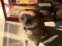 ここに決めた！写真屋さんに狙いを絞り、いつのまにか店飼い猫に。だが招き猫にもなり皆がハッピーに（アラブ）
