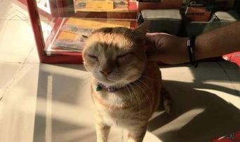 ここに決めた！写真屋さんに狙いを絞り、いつのまにか店飼い猫に。だが招き猫にもなり皆がハッピーに（アラブ）