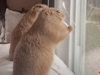 朝の挨拶は「ヤフー！」一度は飼育放棄されたプレーリードッグ、大好きなニンゲンとの生活を満喫する