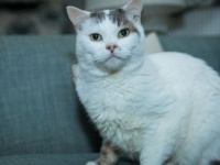 飼い主の命を救い、「ナショナル・キャット・アワード」でグランプリに輝いた猫。虹の橋を渡る（イギリス）