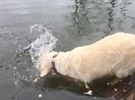凄腕ハンター！　“ひと噛み”で魚を捕る犬がカッコイイ！
