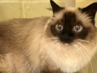 老人施設はペット同居不可。家族にお願いするも断られる。おばあさんの最愛の猫たちの運命は？（アメリカ）