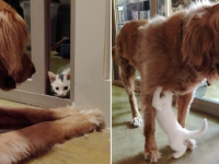 迷子の子猫を我が子のように育ててくれた犬がいる（アメリカ）