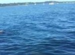 【感動】海で溺れるシカを助け出したのは、勇敢な“◯◯”だった！