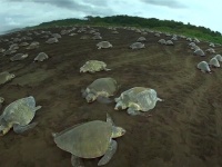 圧巻！カメとハゲワシそっくりのスパイカメラで撮影した2万匹のウミガメの出産シーン（コスタリカ）