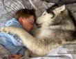 セロトニンブーストタイム。ハスキーと子供が抱き合いながら眠るやさしい世界