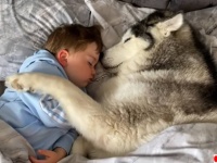 セロトニンブーストタイム。ハスキーと子供が抱き合いながら眠るやさしい世界