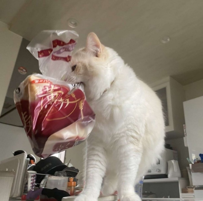 食パンを、袋ごと？？（画像は投稿者提供）