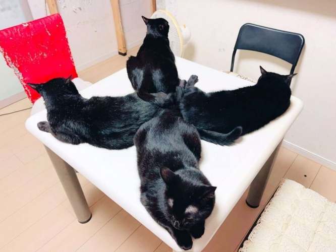 テーブルの角が好き？