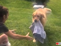 「めんどくさいからこれじゃダメ？」介助犬のゴールデン、身体を拭くタオルを取ってくるよう頼まれたのだが……
