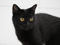 動物園の猛獣の囲いに恐れ知らずの黒猫が侵入、おやつになる前に捕獲を試みるも捕まらず