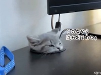 子猫が液体となってコードの穴から流れ出てくるぞ！