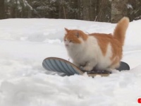 猫のスノーボーダー登場！銀世界を満喫するスノボーキャットを追いかけてみた