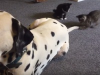 子猫2匹がワンコの尻尾をまるで猫じゃらしのようにして遊びまくりwww