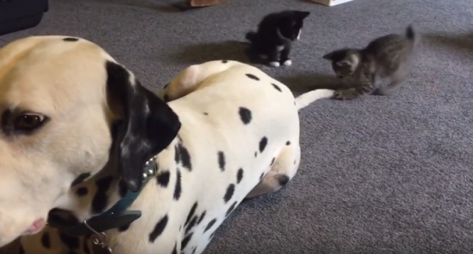 子猫2匹がワンコの尻尾をまるで猫じゃらしのようにして遊びまくりwww