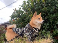 「狛犬みたいでカッコいい」「ハチ公像の如く堂々たる姿！」　凛々しい姿を称賛されるも...柴犬の〝実情〟に9000人ズッコケ