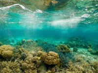 海藻の群生地の下には大量の砂糖の山。缶コーラ320億缶相当が保管されている