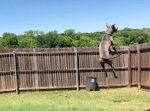 大ジャンプ連発！　ジャンプして柵の外を嬉しそうに覗くワンちゃん。