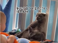 動かざること岩のごとし。赤子接近につき石化の術を発動した猫