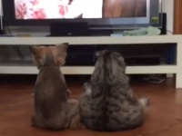 ヒト化が進む。犬と猫が仲良くならんで座りながらのテレビ鑑賞