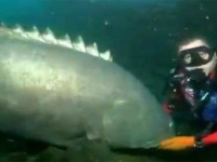 巨大魚「タマカイ」痛恨の一撃！狙った先は？？
