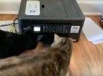 『ニャンだこりゃ！！』　プリンターから出てくる用紙にびっくりする猫たち。