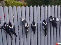 カササギたち一斉に挟まる地獄のフェンス、1羽1羽をやさしく開放