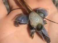 わからないことはネットのみんなが解決してくれる。博識なユーザーが結集して問題解決してくれる「これ何？」スレッド