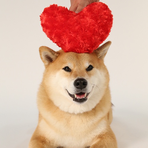 わんこの五感、どのくらい知ってる？柴犬まるが教えるアニマルウェルフェア入門