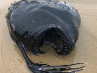 見た目のエイリアン感がヤバイ！チョウチンアンコウが浜辺に打ち上げられる珍事案（アメリカ）