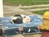 粗大ゴミと一緒に捨てられたとは知らずに飼い主を待っていたピットブル、その運命は？