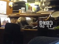 天才かよ。飼い主を起こすため電話の受話器を前脚で外し、警報音を鳴らす猫