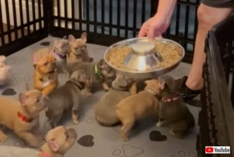 「ほら、こっちにもたくさんあるんだよ！」フレブルの子犬たちにご飯を食べさせようとした結果