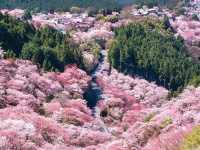 正しく〝桜の海〟...吉野山の絶景に7.7万人感動　「百花繚乱とはこのこと」「一度は見たい」