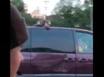 １００キロ近いスピードの車の屋根の上に猫が！　早く助けてあげて…