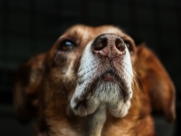 犬はニオイを嗅ぐだけで飼い主の恐怖心を感じ取ることができる（イタリア研究）